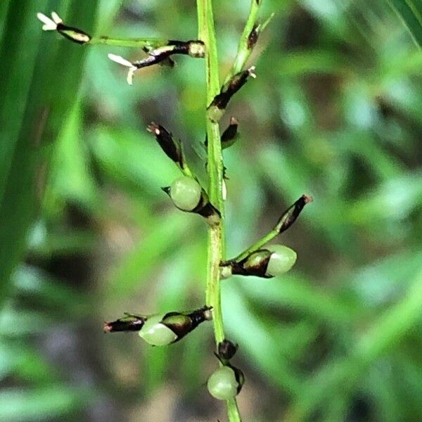 Scleria gaertneri Flower