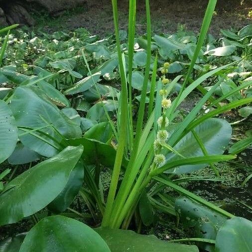 Sparganium erectum Çiçek