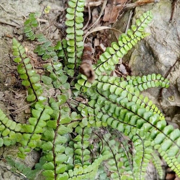 Asplenium trichomanes Листок