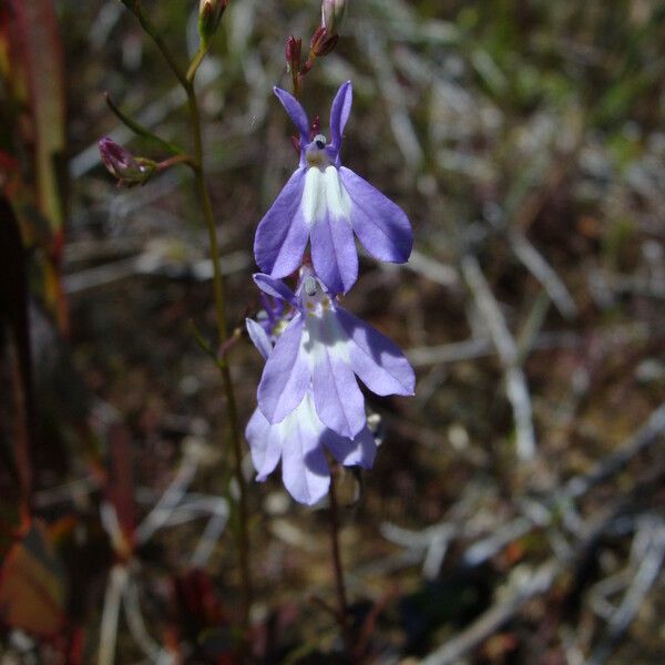 Lobelia kalmii Кветка