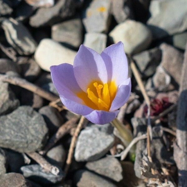 Crocus biflorus Blomma