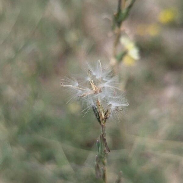 Lactuca saligna 果實