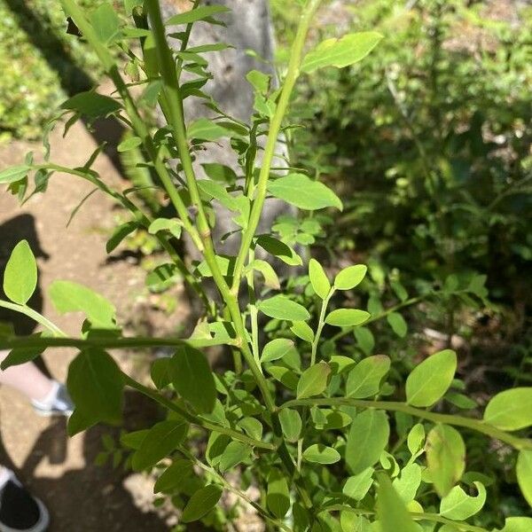 Vaccinium parvifolium Leaf