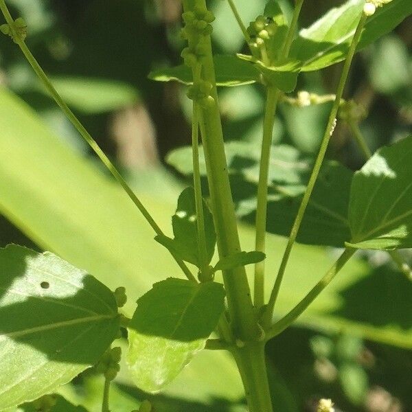 Mercurialis annua Rhisgl