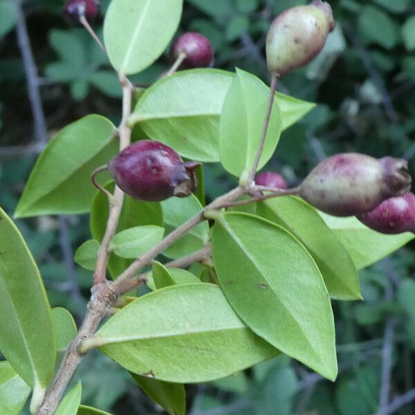 Myrtus communis Blad