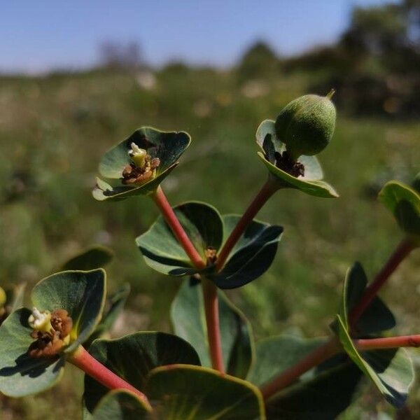 Euphorbia isatidifolia Foglia