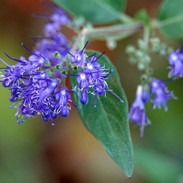 Caryopteris × clandonensis Flower