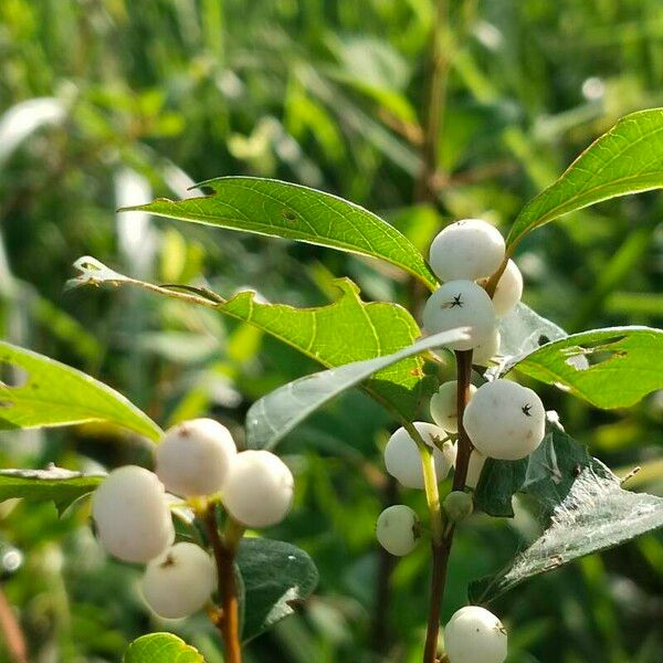 Flueggea virosa Fiore