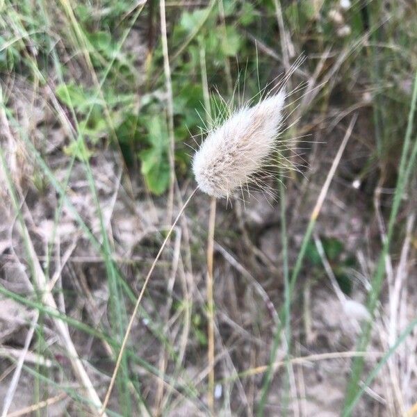 Lagurus ovatus Flor