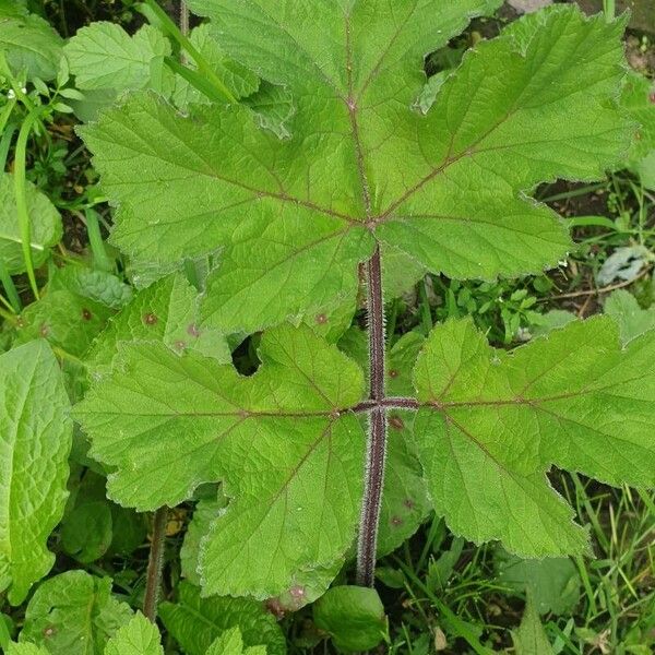 Heracleum sibiricum Lapas