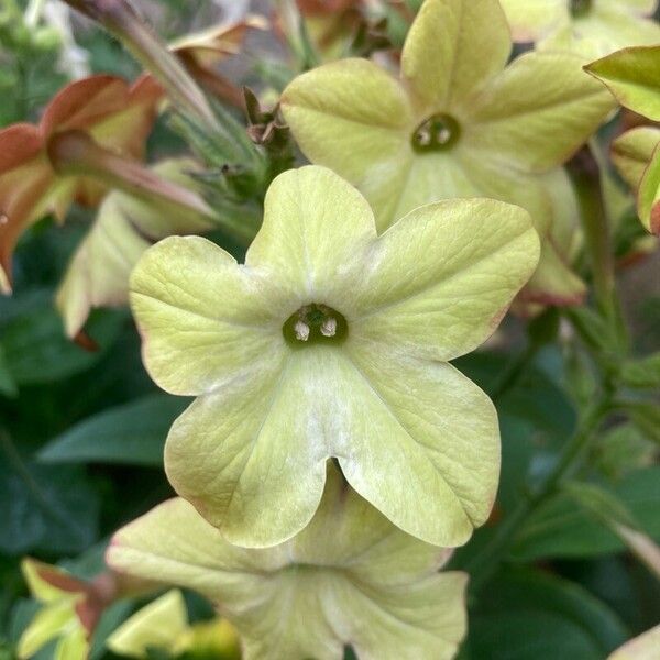 Nicotiana alata Blodyn