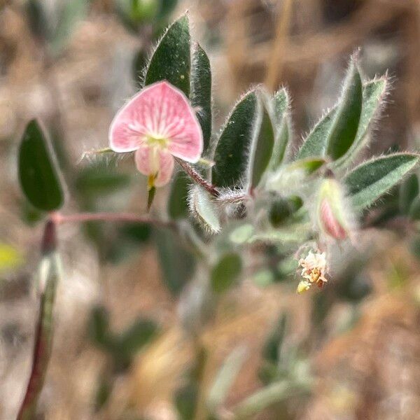 Acmispon americanus Blüte