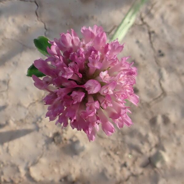 Trifolium pratense Flor