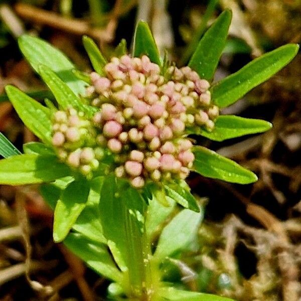 Valeriana dioica Blüte