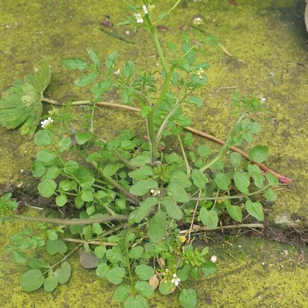 Cardamine flexuosa Φύλλο