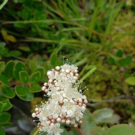 Valeriana sitchensis Blüte