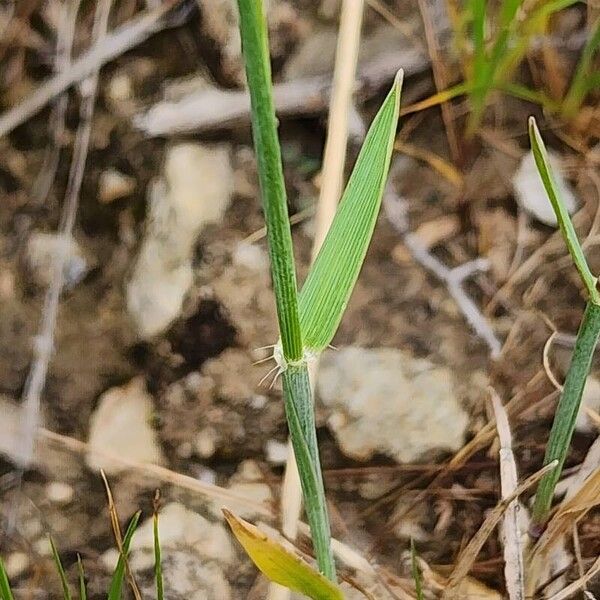 Aegilops triuncialis Coajă