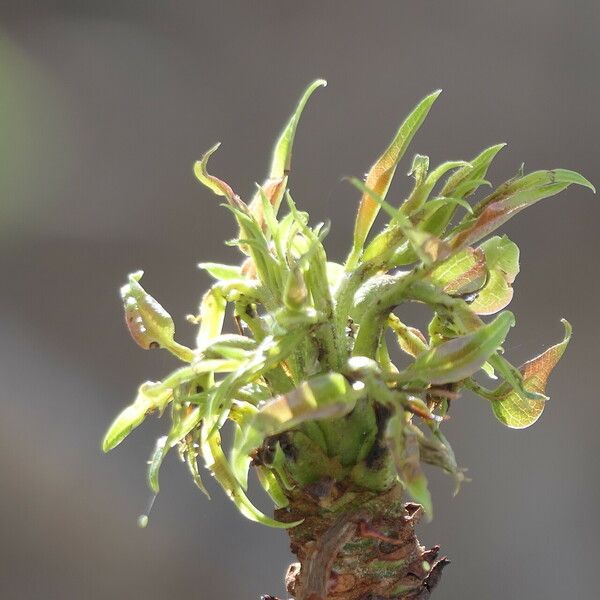 Sclerocarya birrea Folha