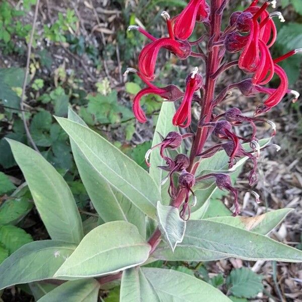 Lobelia tupa Habitus