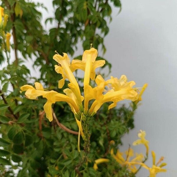 Tecoma capensis Цветок
