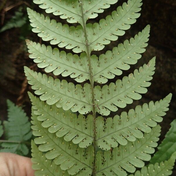 Parapolystichum barterianum Leaf