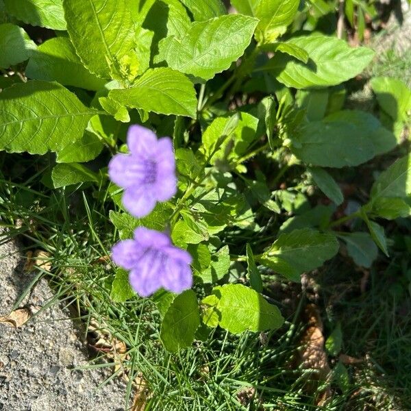 Ruellia tuberosa Kvet