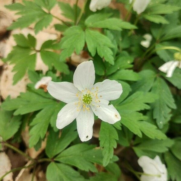 Anemonoides quinquefolia Flor