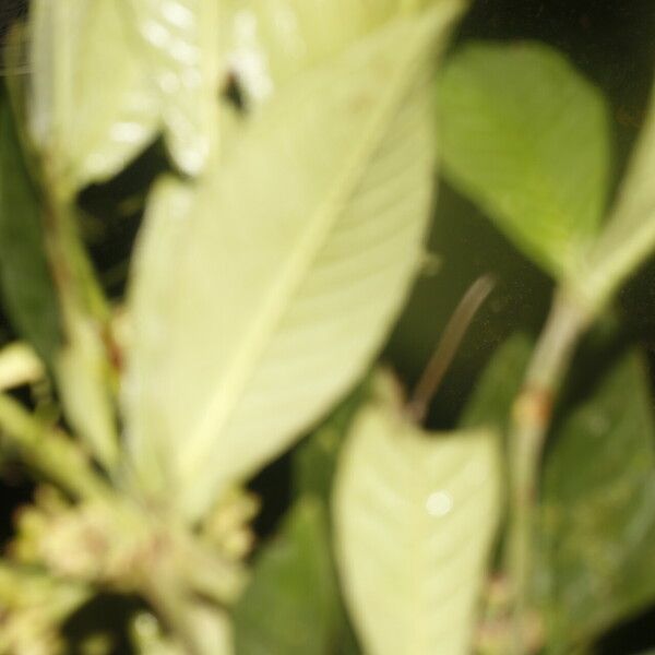 Psychotria psychotriifolia Hoja