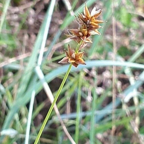 Carex spicata Žiedas