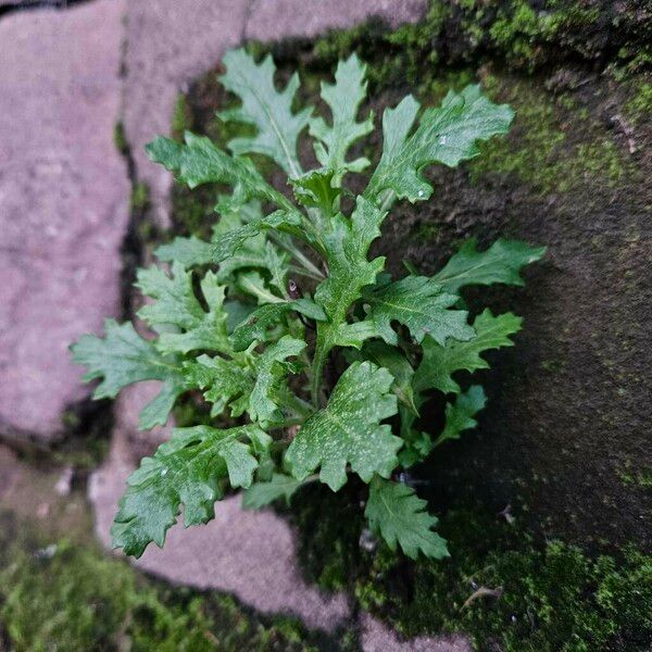 Senecio sylvaticus Habitus