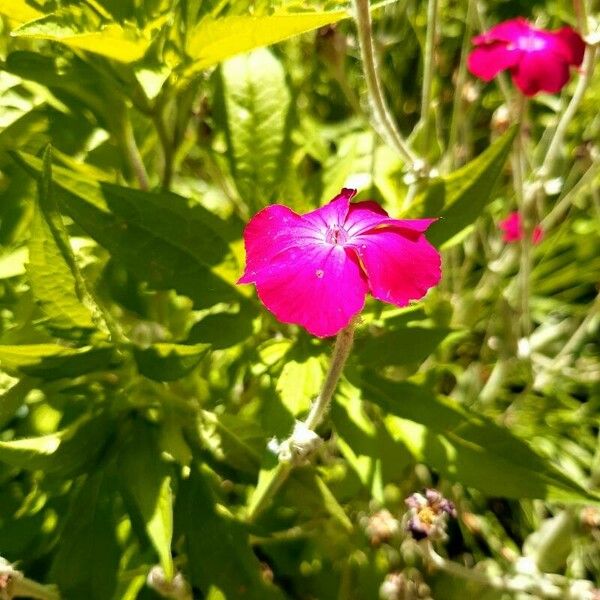 Silene banksia Blomst