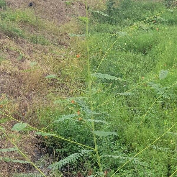 Sesbania herbacea Hoja