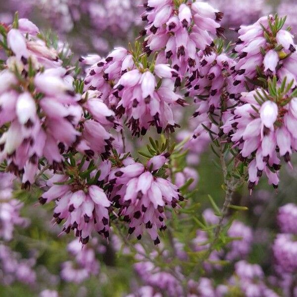 Erica erigena Flor