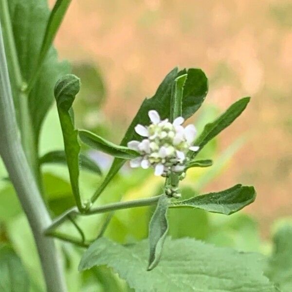 Lepidium sativum Kukka