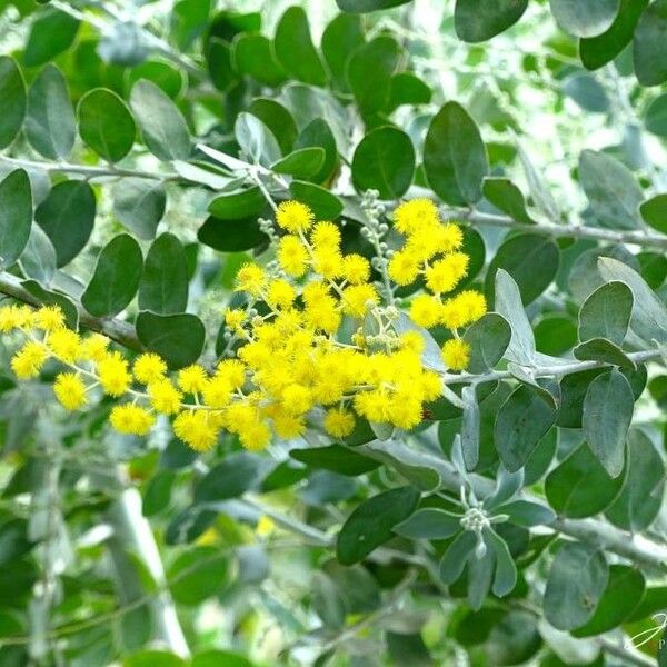 Acacia podalyriifolia Lorea