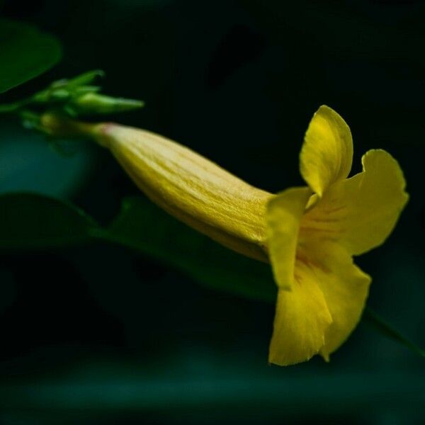 Allamanda schottii Blomst