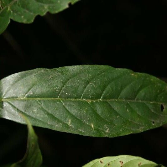 Ryania speciosa Leaf