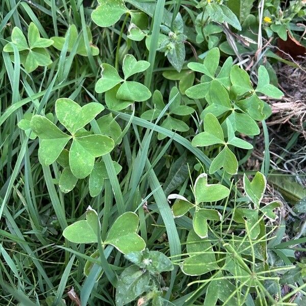 Oxalis latifolia Fuelha