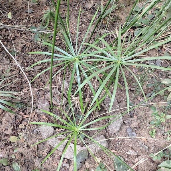 Cyperus alternifolius Blad