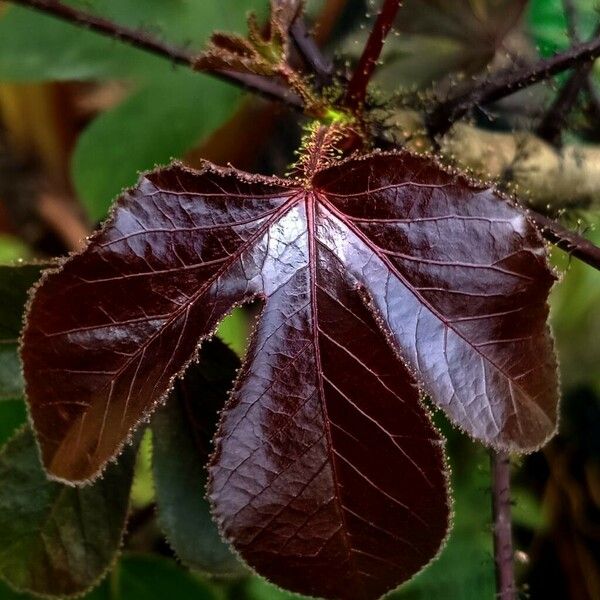 Jatropha gossypiifolia Leaf