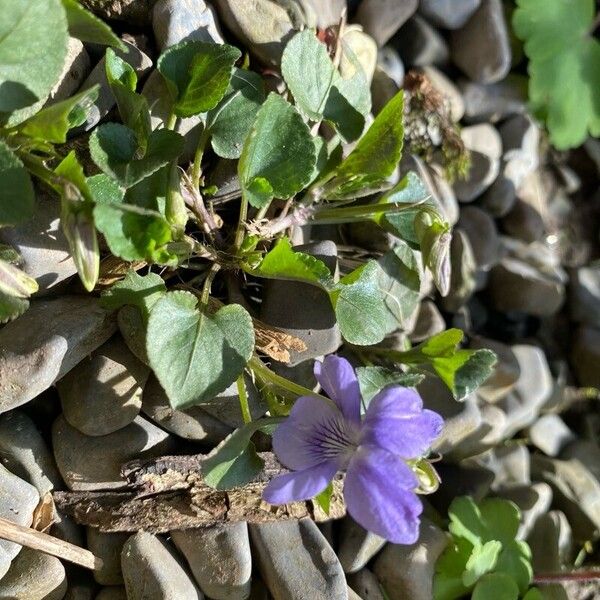 Viola riviniana 花