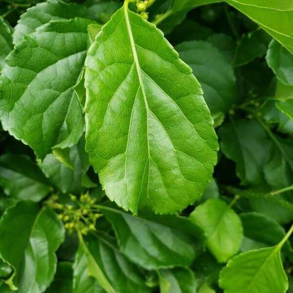 Celastrus orbiculatus Blatt