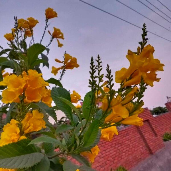 Tecoma stans Blüte