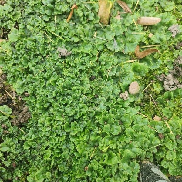 Hydrocotyle sibthorpioides 葉