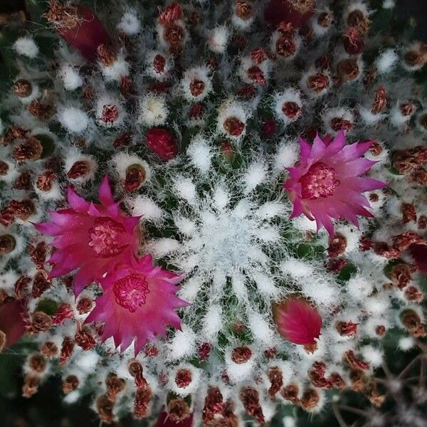 Mammillaria polythele Flower