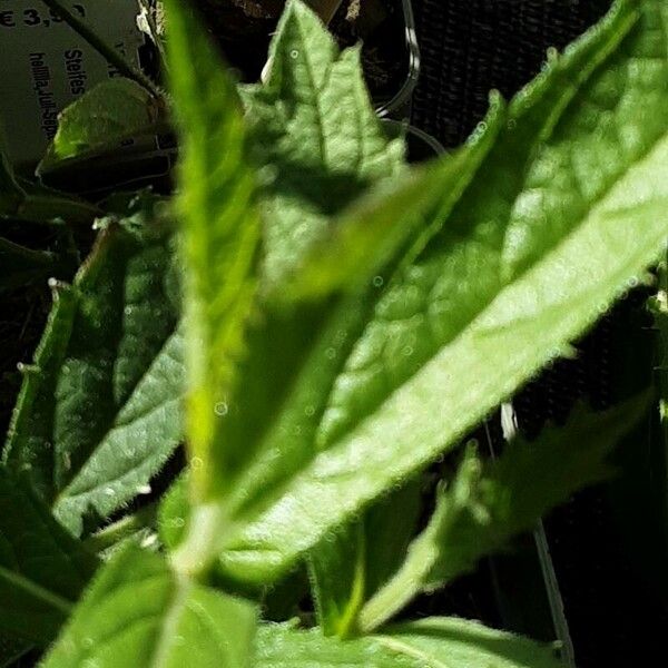 Verbena rigida Blad