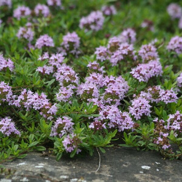 Thymus longicaulis Flower