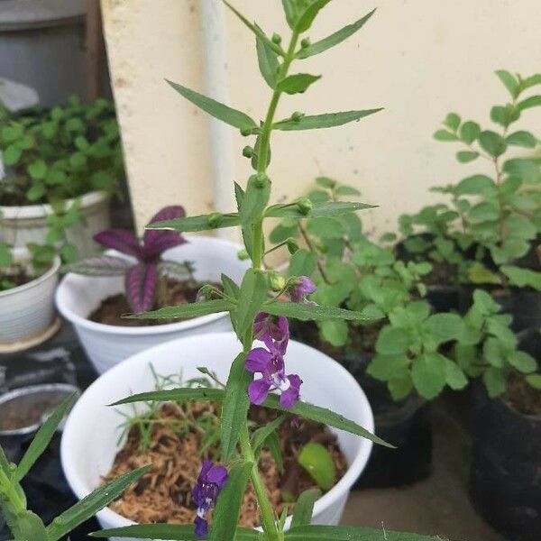 Angelonia biflora Blodyn