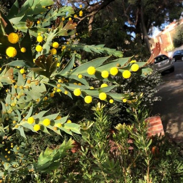 Acacia glaucoptera Flor