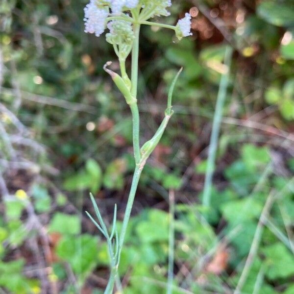 Seseli montanum Leaf